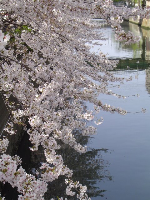 fleurs de cerisier au bord de l'eau